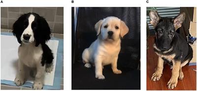 Analysis and Comparison of Gut Microbiome in Young Detection Dogs